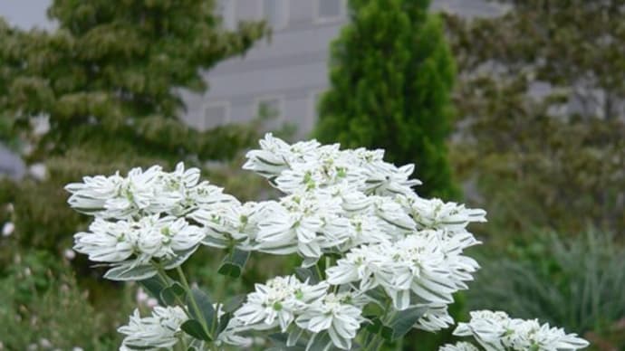 夏～秋の花：初雪草