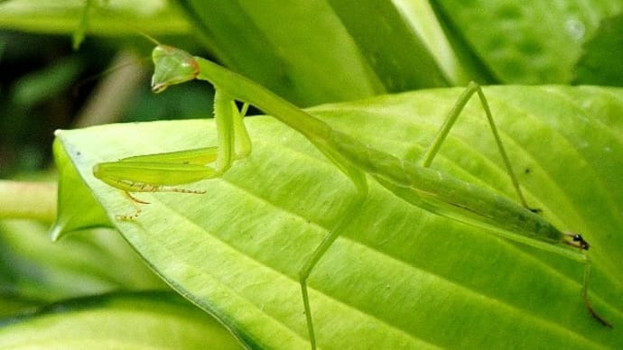 夏の朝庭先で虫撮り