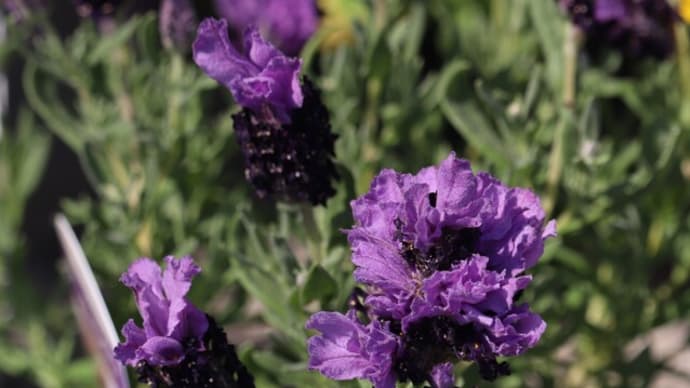 花冠がフサフサのラベンダー