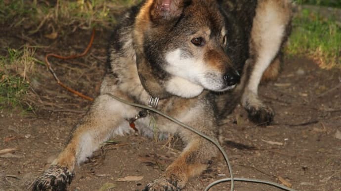 死期迫る愛犬…判断迫られる飼い主も　『老犬たちの最後の居場所～人も動物も生きやすい世界に～』（2021年5月20日放送「news every.」より）