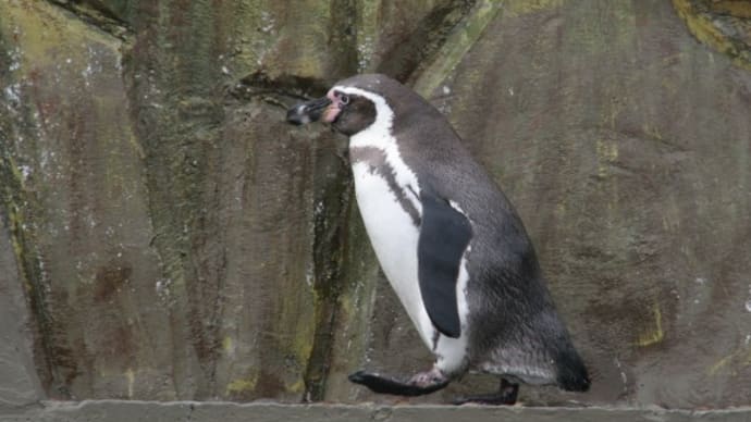 ペンギン、換羽の効果