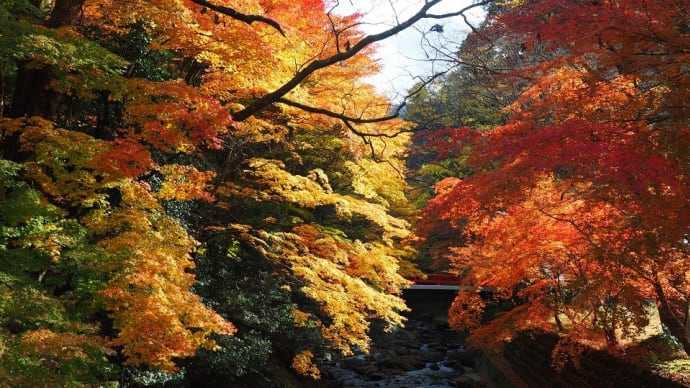 朽木の紅葉 2021