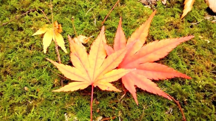 長野市 上松 昌禅寺さんへ紅葉🍁を見に行きました✨