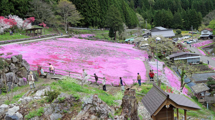 せせらぎ街道明宝 國田家の芝桜 6