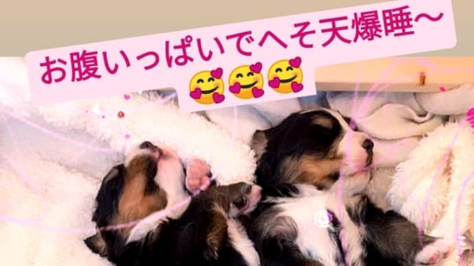 仲良くへそ天〜🥰🥰🥰