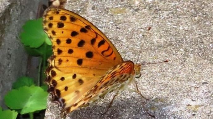 鈴の宮公園から深井花のこみち