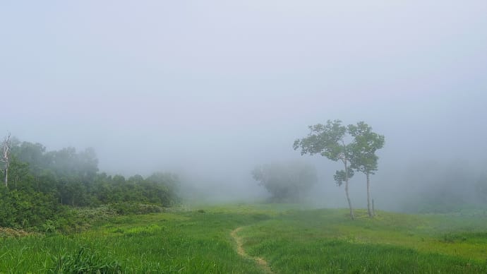 花咲く霧の手稲山で