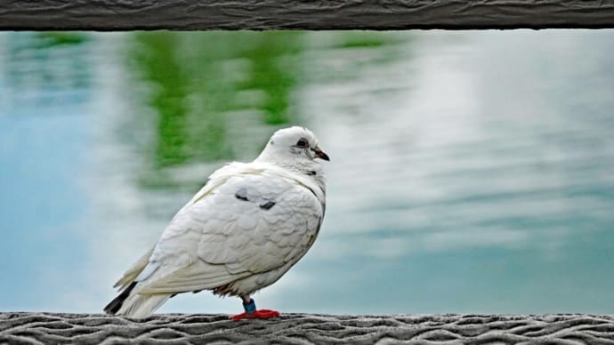 オリンピックと鳩~白いハト