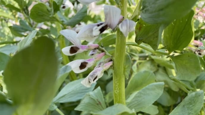 そら豆のお世話しました(^^)/ (3月31日)