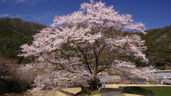 美杉町竹原の淡墨桜へ