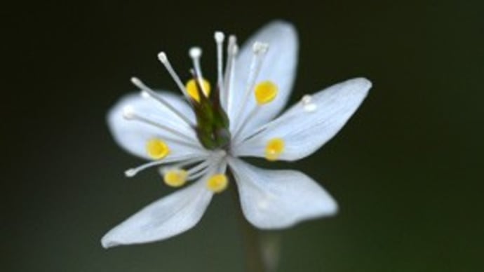 バイカオウレンの花を見てきました。