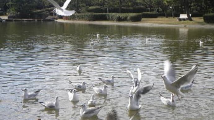 千葉市稲毛海浜公園浜の池の冬の渡り鳥