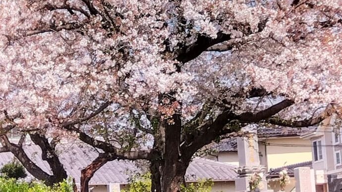 満開の桜プラス アルファ