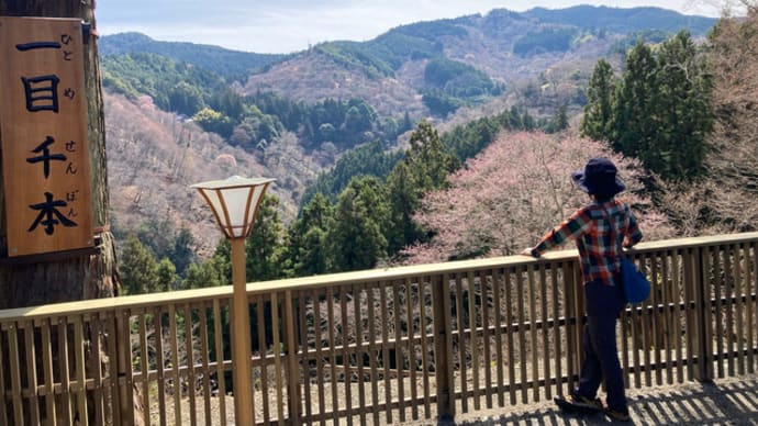春の吉野山(下見編)
