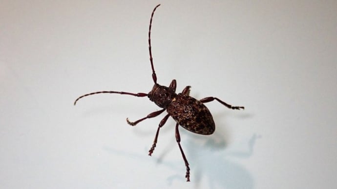 アカガネカミキリ