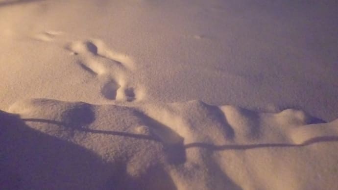 なにげなく髪を切れた幸せな日は~雪列車・あかり灯して・ひまわり・涙‐前川清‐甲斐よしひろ‐藤圭子