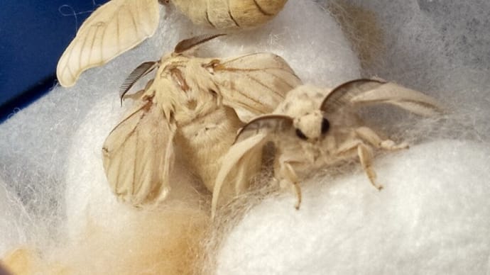 <可愛いお顔の飛べない蛾> 蚕の成虫~羽化 北丹沢の麓・高城商店