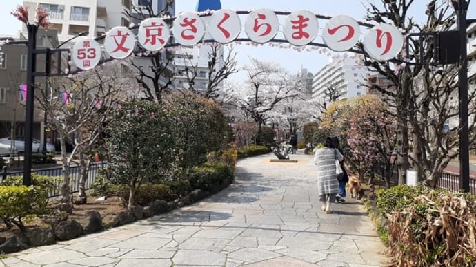 「播磨坂」に桜咲く
