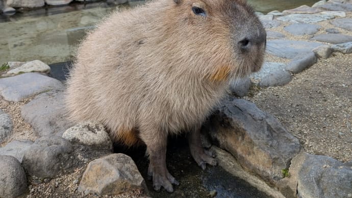 カピバラと見つめ合う 那須どうぶつ王国 後編