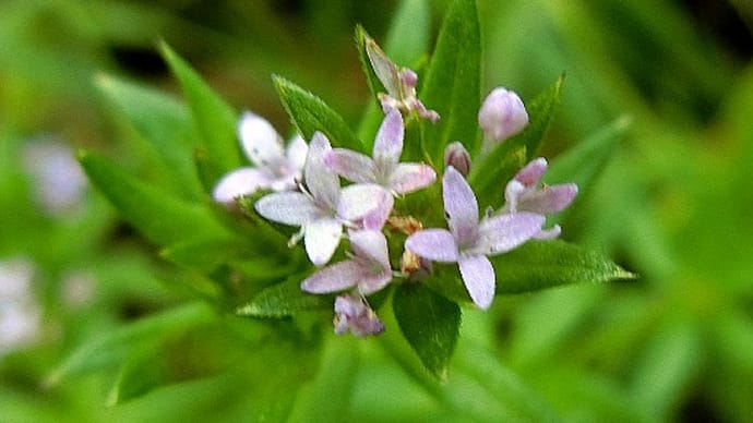 小さな野草花達、（6月）ハナヤエムグラ、イヌガラシ、トウバナ他。