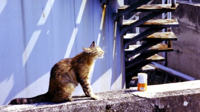 野良猫からさくら猫へ・・・第2弾