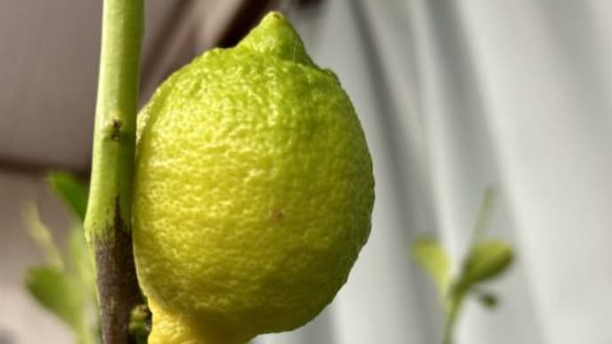 「レモン」初収穫！