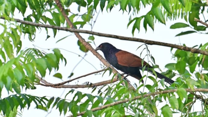 タイ南部紀行2024年3月 クルンチン国立公園&近くの宿編 その1/オオバンケン シキチョウ セキショクヤケイ(家禽?)