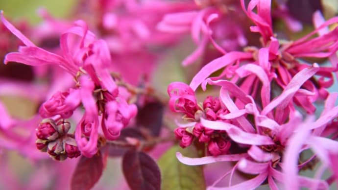 庭の花クローズアップ写真