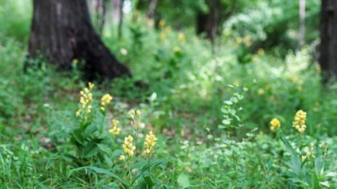 浅間山公園のキンラン・ギンラン・ササバギンラン