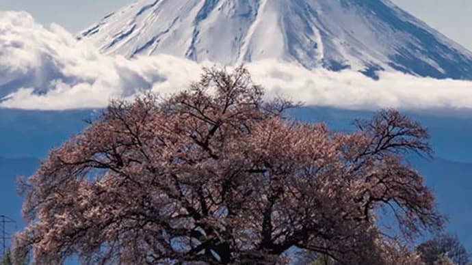 わに塚の桜満開でした