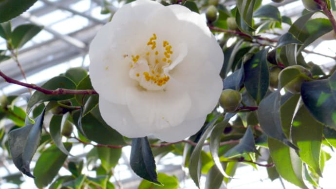 月の都 の検索結果 Peaの植物図鑑