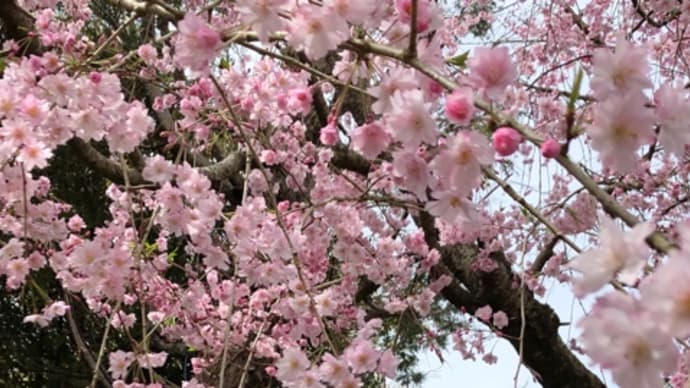 花の季節