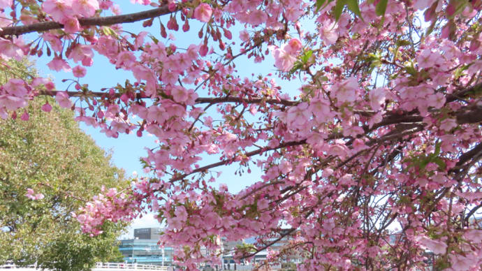 河津桜 三条大橋西詰は八分咲き 一条戻り橋は開花