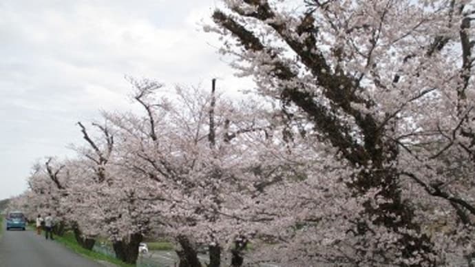 満開から2週間後じゃ・・・(T_T)