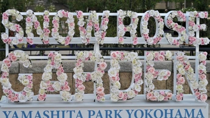 バラの花(山下公園 スノーローズガーデン)2019,12