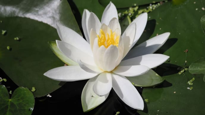 G.W明けの京都府立植物園にて(PartⅣ)