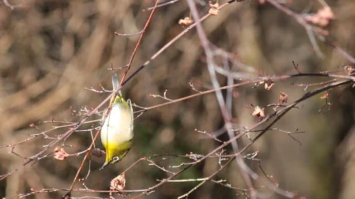 篠窪(しのくぼ)の隣町 くず葉の家でみた「メジロ」はまるで鉄棒選手(2022/01/20)