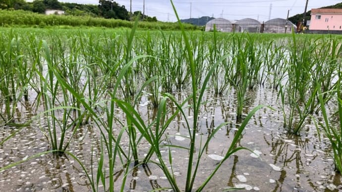 6月15日(32日目)