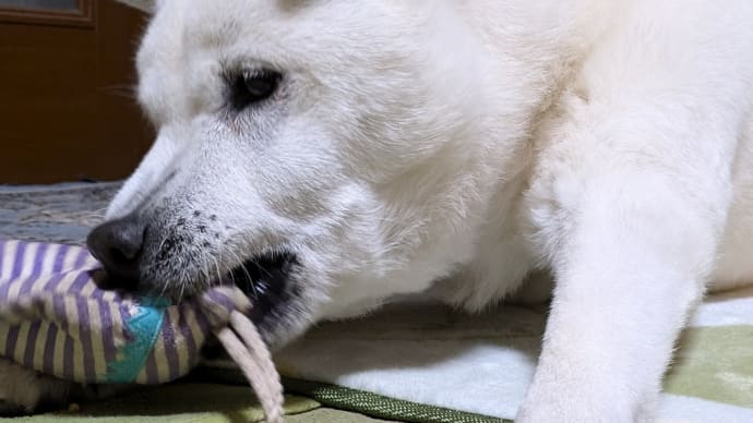 独自の紀州犬