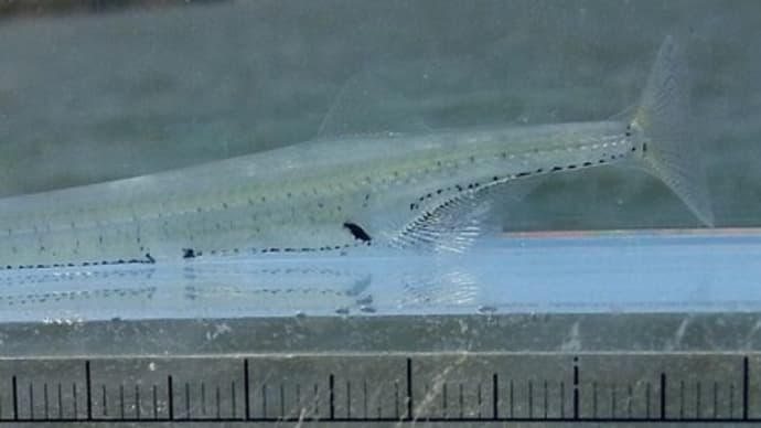シラウオ:漁見学のハズの思い出・・・