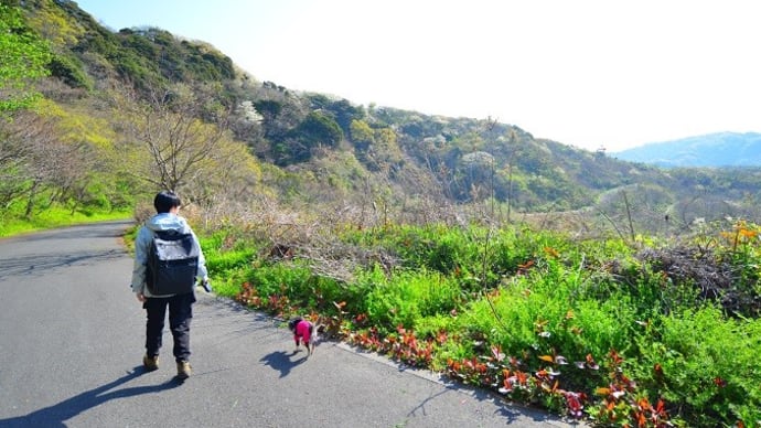 犬と大楠山に行ってきました（横須賀）その１ ♪