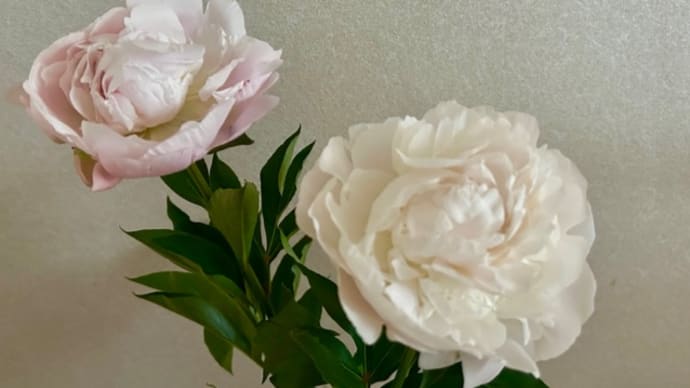 芍薬