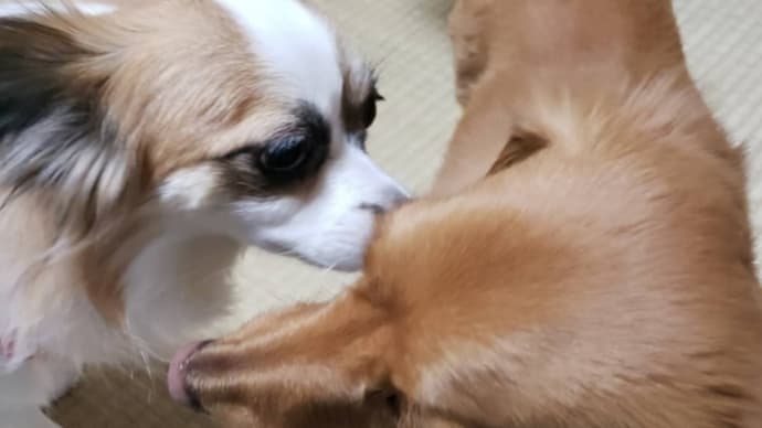 銀とひな