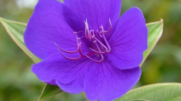 鉢植えの「シコンノボタン」