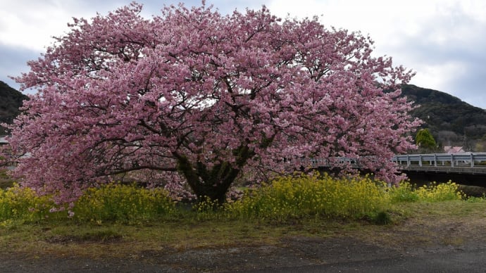 さくら・菜の花狩り 静岡県賀茂郡南伊豆町 第25回みなみの桜と菜の花まつり(5)青野川ふるさと公園から宮前橋