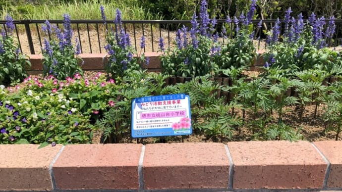 [花の見守り隊」～栂・美木多駅前の北側ロータリー花壇～