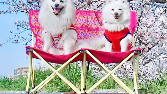 今年の櫻花と愛犬達💛