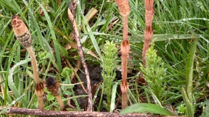 ウォーキング:草も宝石❓