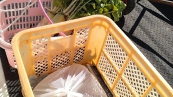 最後の「ゆら早生みかん」