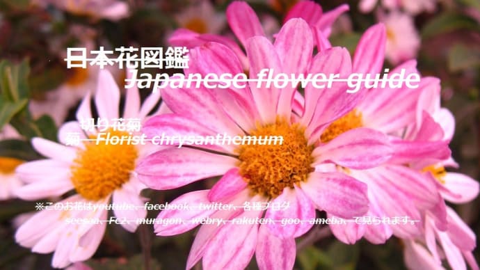 パステル画のよう?!Like a pastel painting? !!